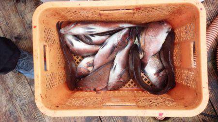 海上釣り堀紀州