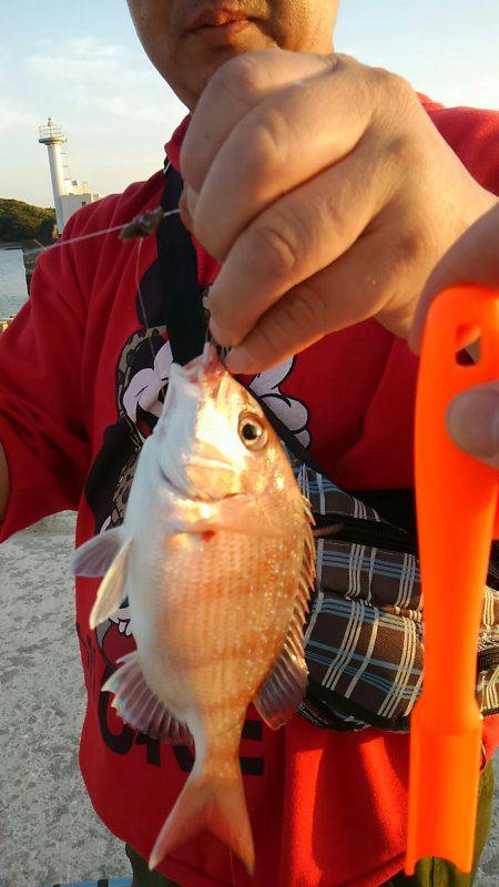 今年のキス釣果を占って