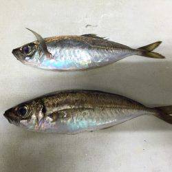 まさかのアジが…(^^)