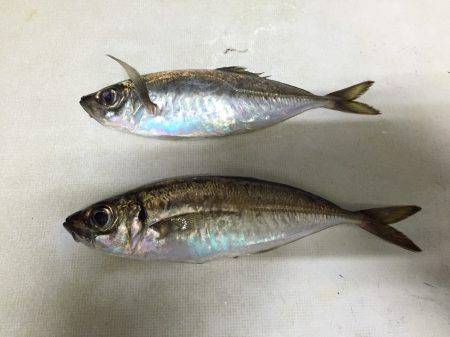 まさかのアジが…(^^)