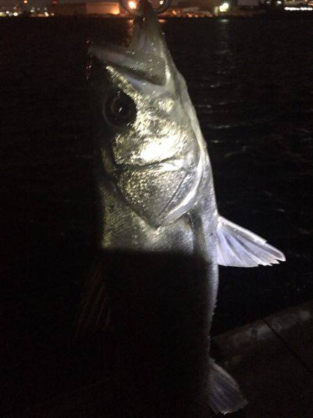 連日、汐見埠頭に!!