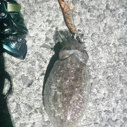 夜遊び エギング