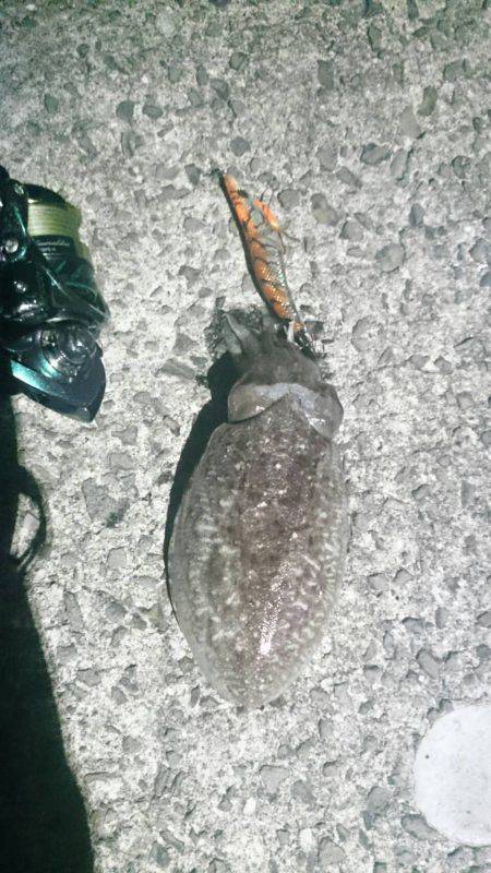 夜遊び エギング