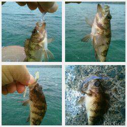 はじめてのめばる～♪