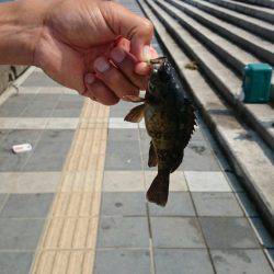 ｺｳｲｶﾊﾞﾗｼﾀ。