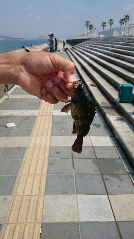 ｺｳｲｶﾊﾞﾗｼﾀ。