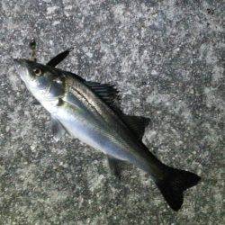 今シーズン初バチゲーム