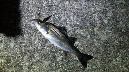 今シーズン初バチゲーム