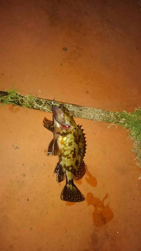 短時間アジング