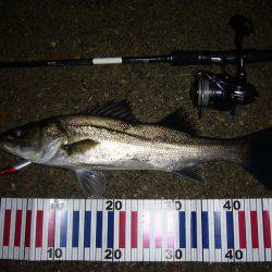 ナイトゲーム シーバス!