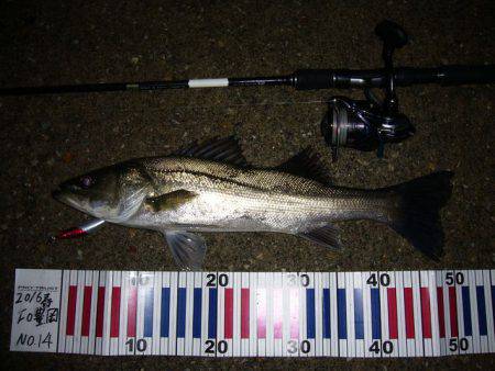 ナイトゲーム シーバス!