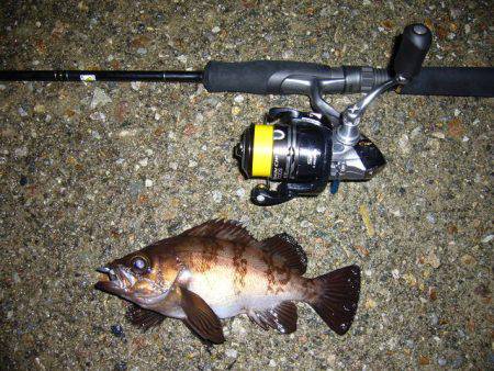 夜釣りに誘われて