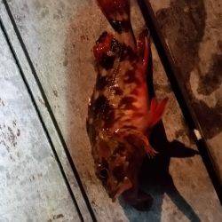 メバル　ガシラ狙い