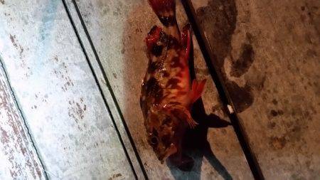 メバル　ガシラ狙い