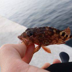 デイメバリング