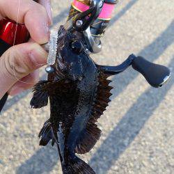 デイメバリングも、、、