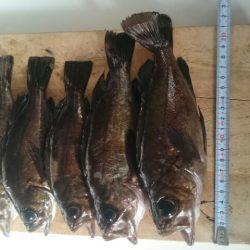 満月大潮メバリング