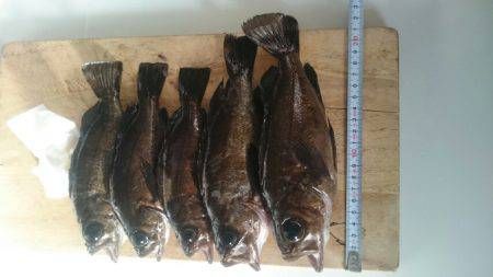 満月大潮メバリング