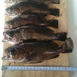 満月大潮メバリング