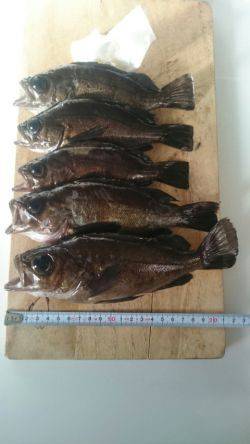 満月大潮メバリング