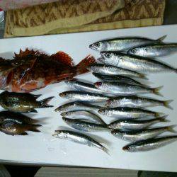 初島で35年ぶりに釣り