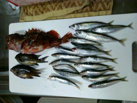 初島で35年ぶりに釣り