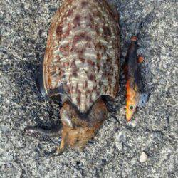 コウイカエギング