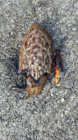 コウイカエギング