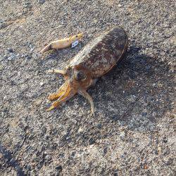 本日もコウイカエギング