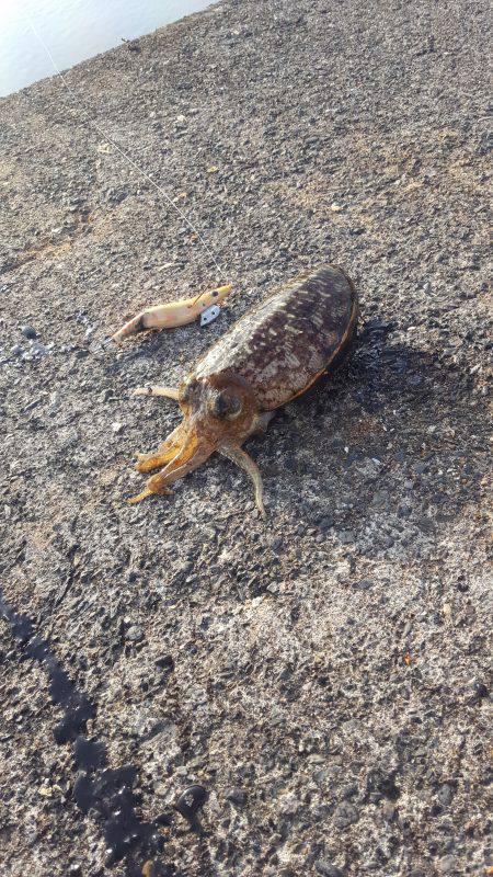 本日もコウイカエギング