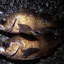 雨の中のメバリング