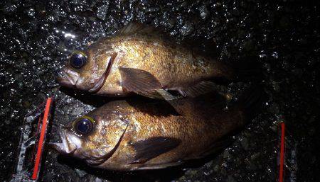 雨の中のメバリング