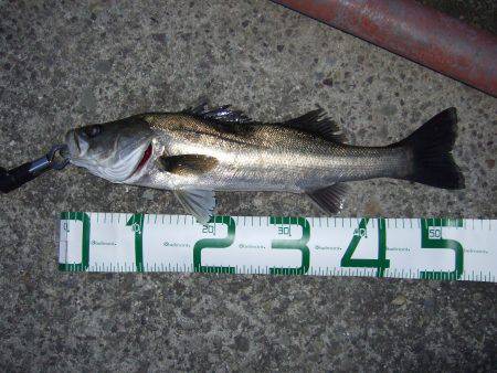 出足は良かったけれど