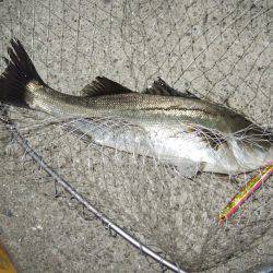 サイズダウン・・・