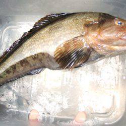 ポン！アイナメ初ＧＥＴ！