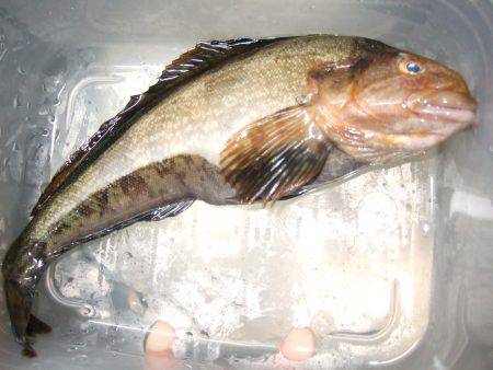 ポン！アイナメ初ＧＥＴ！