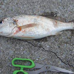 カレイが釣りたくて（食べたくて）