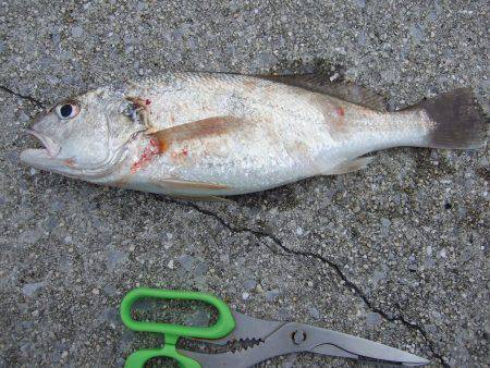 カレイが釣りたくて（食べたくて）