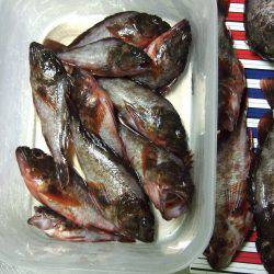 １０時～のガシラッシュ！