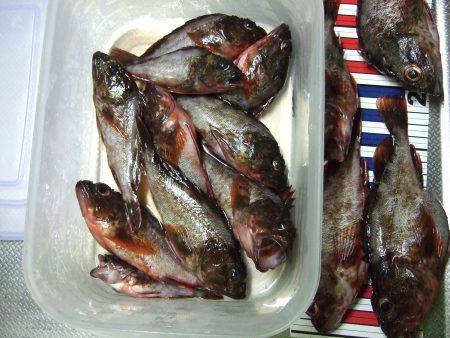 １０時～のガシラッシュ！