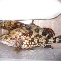 ２時間で風終了。