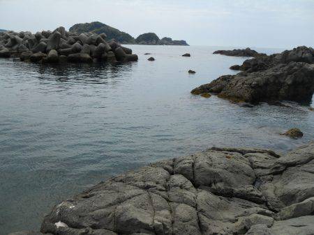 磯でヤエンのアオリイカ