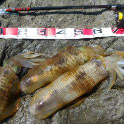 神谷の磯でヤエンのアオリイカ