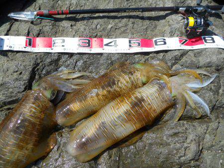 神谷の磯でヤエンのアオリイカ