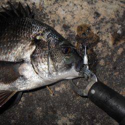 テクトロでチヌ♪