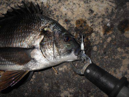 テクトロでチヌ♪