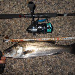 テクトロでシーバス