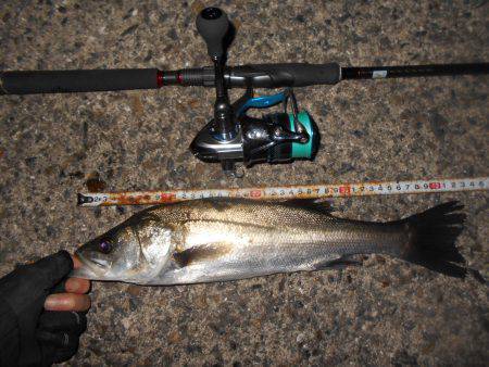 テクトロでシーバス