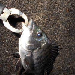 テクトロでチヌ1匹だけ…。