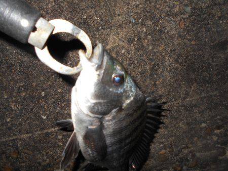 テクトロでチヌ1匹だけ…。